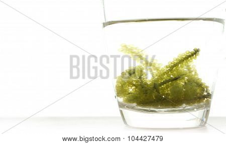 Sea Grape Seaweed, Uni Budou. Japanese Ocean Seaweed Food. Great Food For Vegan And Vegetarian