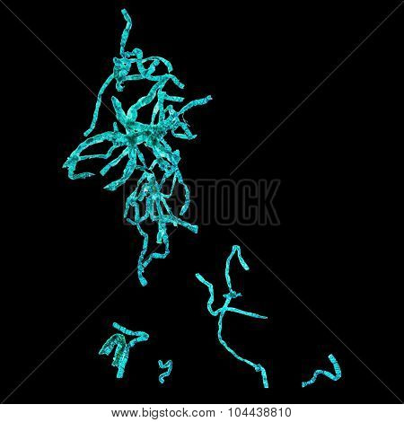Spirogyra Micrograph