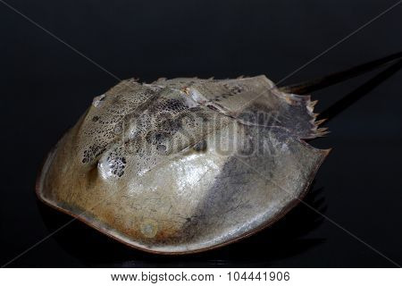 Horseshoe Crab