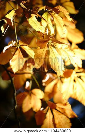 Autumn leaves Horse Chestnut