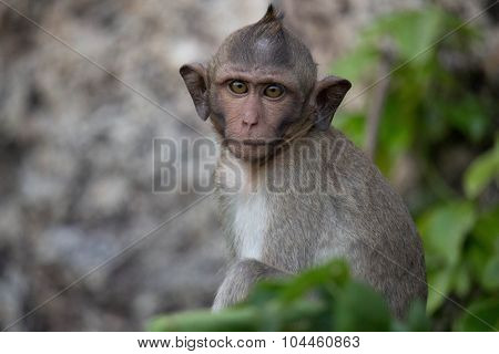 Cute monkeys