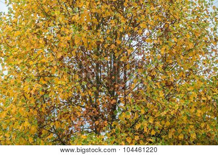 Autumn In Burien 5