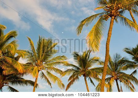 Palm Trees On Tropical Coast At Sunset