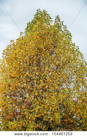 Autumn In Burien 3
