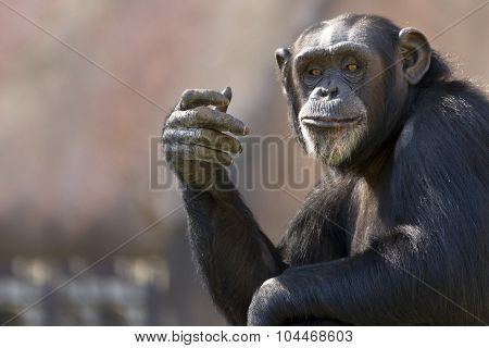 funny chimp