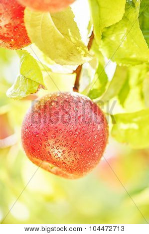 Red fresh applefruit on tree during farm harvest in orchard garden