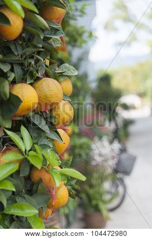 Wall Of Tangerine