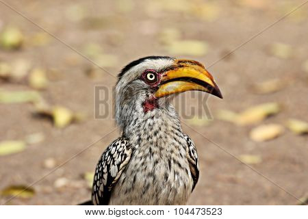 Portrait Of A Southern Yellow-billed Hornbill