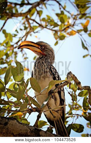 Southern Yellow-billed Hornbill