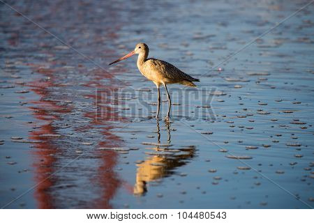 Marbled Godwit adult standing in San Francisco Bay with reflections of the Golden Gate Bridge. Baker Beach, San Francisco, California, USA.