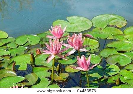 Pink Flowers Of Water Lilies In A Pond