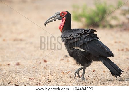 Southern Ground Hornbill (bucorvus Leadbeateri) Male Carrying A Beetle To A Mate