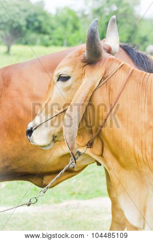 American Brahman Cow