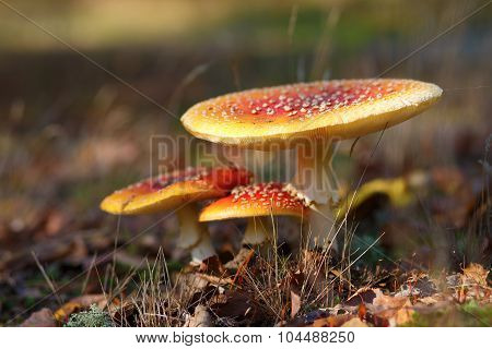 Three Amanita Muscaria