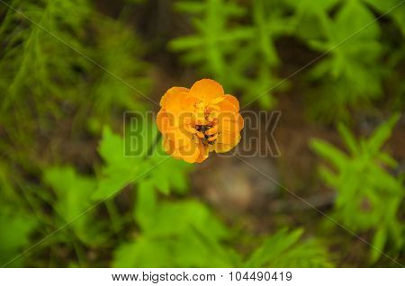Inside The Flower