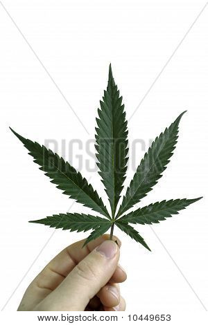 Külleme küf içinde kapalı marihuana yaprağı