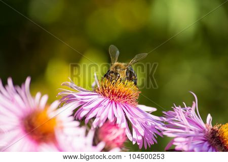 Honeybee on a flower