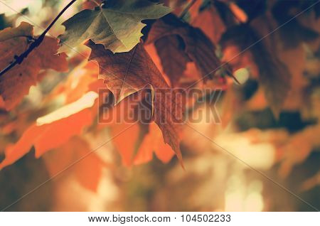 Autumn Background
