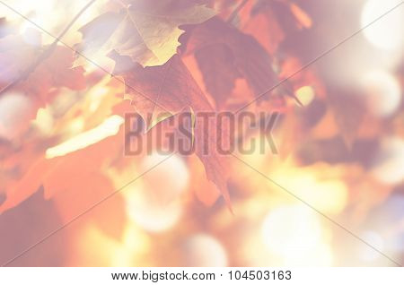 Autumn Background