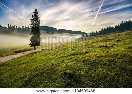 Fir Tree In Fog By The Road  In Mountains At Sunrise