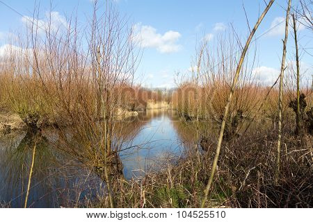 Landscape in the Netherlands