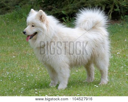 Typical Russian White Samoyed Dog