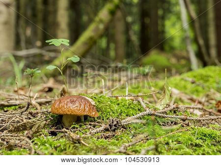 Small Mushroom