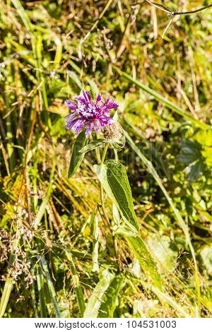 Centaurea Pseudophrygia And Crystals Of Frost
