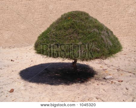 Single Tree hiekka taustaa