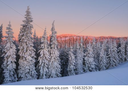 Fantastic orange evening landscape glowing by sunlight. Dramatic wintry scene with snowy trees. Kukul ridge, Carpathians, Ukraine, Europe. Merry Christmas!