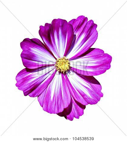 Pink Kosmeya Flowers