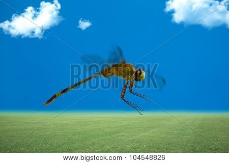 Dragonfly, flying