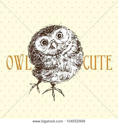 Cute Owl Standing And Looking