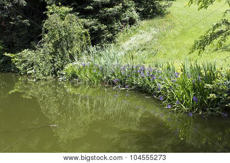 Flowers In The Park