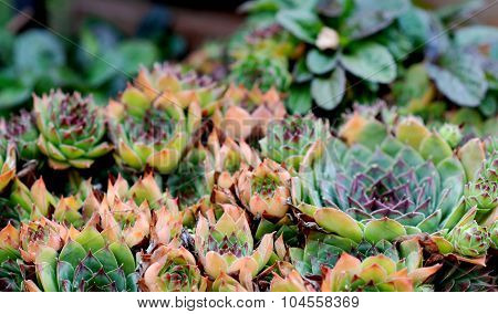Picture of a Common houseleek Sempervivum flower Flower concept