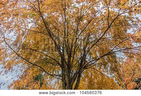 Autumn Gold 2