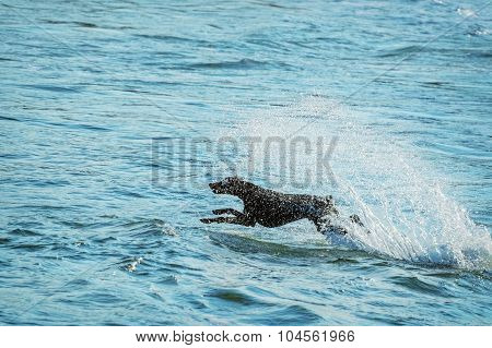 Dog And Sea