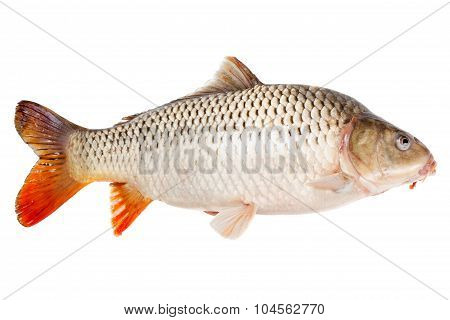 Carp Fish Half-face Isolated On White Background