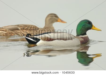 Pato pato macho