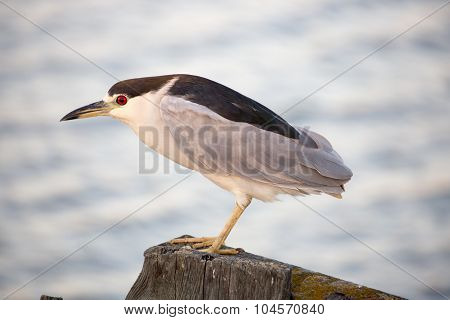 Black-crowned Night Heron (Nycticorax nycticorax) foraging. Alviso Marina County Park, Santa Clara County, California, USA.