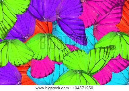 Orange Albatross Butterfly (appias Nero)