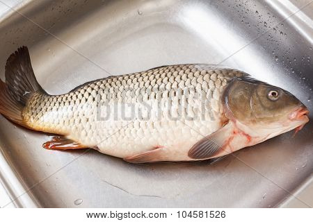 Freshly Caught Fish Carp In The Sink