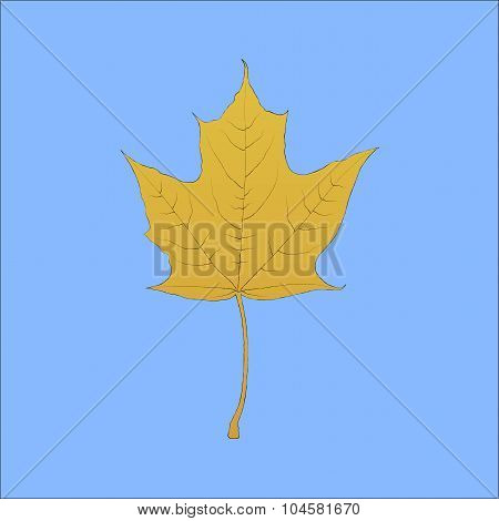 Detailed hand drawn maple leaf