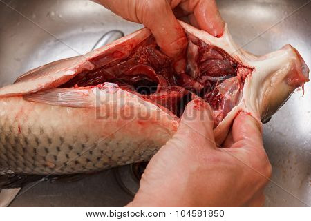 Gutting Of Freshly Caught Fish Carp, Cleaning The Inside