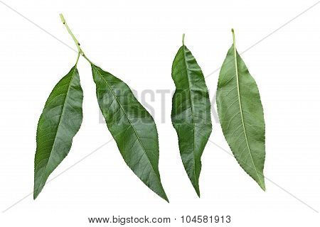 Nectarine Leaf