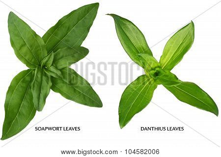 Soapwort And Danthius Leaf