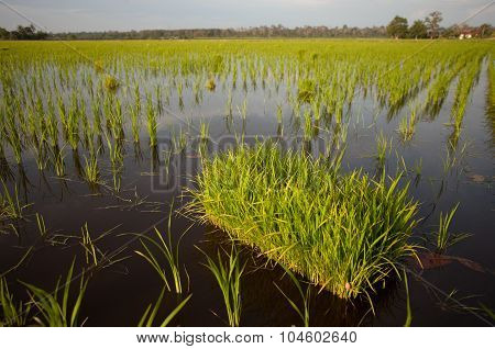 Paddy field during growth phase (Focus is on the nearest paddy bunch)