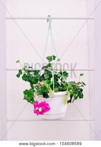 Home Plant