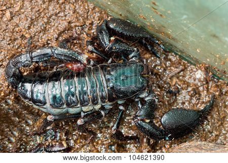 Emperor Scorpion ( Pandinus Imperator)