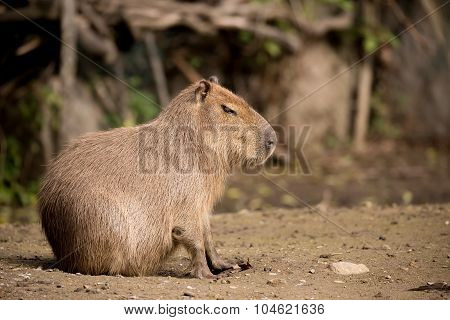 Close Up Photo Of Capybara